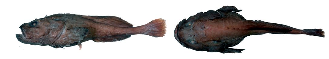 Cottunculus thomsonii_06.jpg